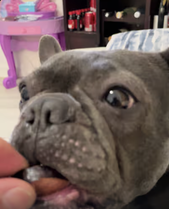 This is what eating favorite Frenchie snack looks like !!!
